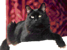 chat